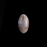 Horn Ring with Gold Line Accent